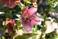 Lenzrose